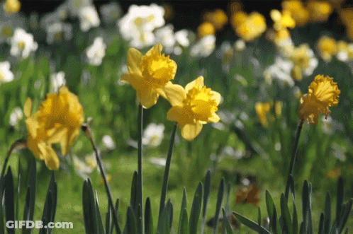 A Bunch Of Yellow And White Flowers In A Field GIF