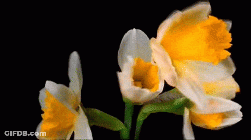 A Bunch Of Yellow And White Flowers On A Black Background GIF