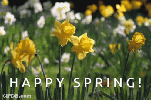 A Bunch Of Yellow And White Flowers With The Words Happy Spring GIF