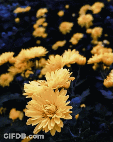 A Bunch Of Yellow Flowers Are Floating In The Water GIF