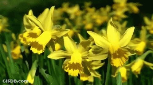 A Bunch Of Yellow Flowers Are Growing In A Field . GIF