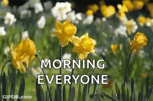 A Bunch Of Yellow Flowers In A Field With The Words `` Morning Everyone '' Written On The Bottom . GIF