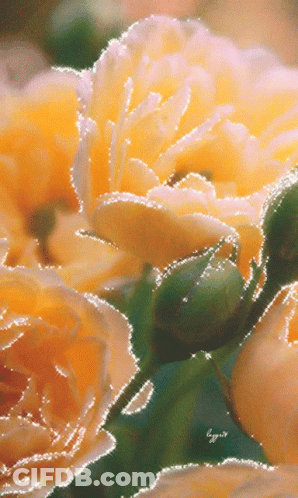 A Bunch Of Yellow Flowers With A Green Bud In The Middle GIF