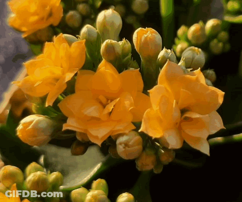A Bunch Of Yellow Flowers With Green Buds On A Plant GIF