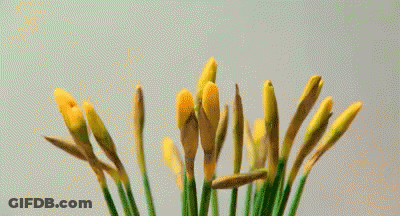 A Bunch Of Yellow Flowers With Green Stems On A Table GIF