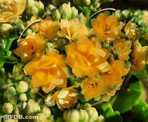 A Bunch Of Yellow Flowers With Green Stems GIF