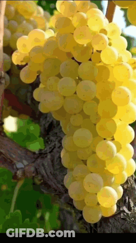 A Bunch Of Yellow Grapes Are Hanging From A Tree GIF