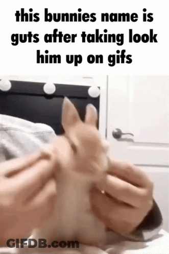 A Bunnies Name Is Guts After Taking Look Him Up On A GIF