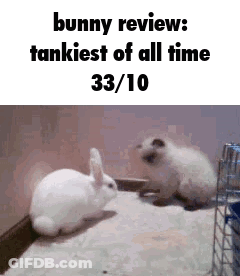 A Bunny Review : Tankiest Of All Time 33/10 . GIF