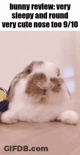 A Bunny Review : Very Sleepy And Round Very Cute Nose Too 9 10 GIF