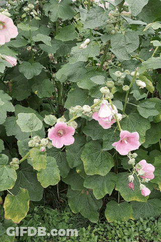 A Bush With Pink Flowers And Green Leaves Growing GIF