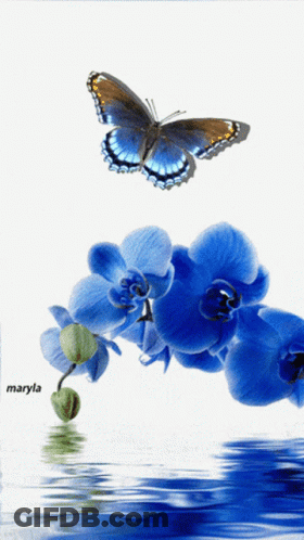 A Butterfly Is Flying Over A Bunch Of Blue Flowers By Maryla GIF