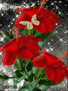 A Butterfly Is Flying Over A Bunch Of Red Flowers On A Sharechat Page GIF