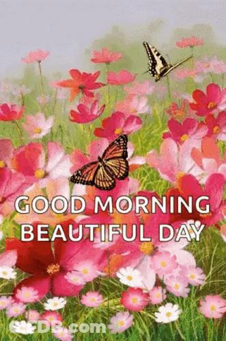 A Butterfly Is Flying Over A Field Of Flowers With The Words `` Good Morning Beautiful Day '' . GIF