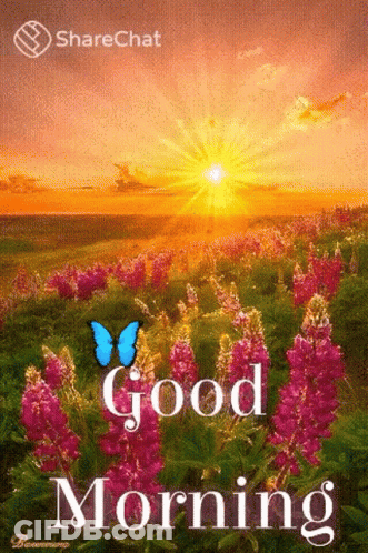 A Butterfly Is Flying Over A Field Of Purple Flowers With The Words `` Good Morning '' . GIF