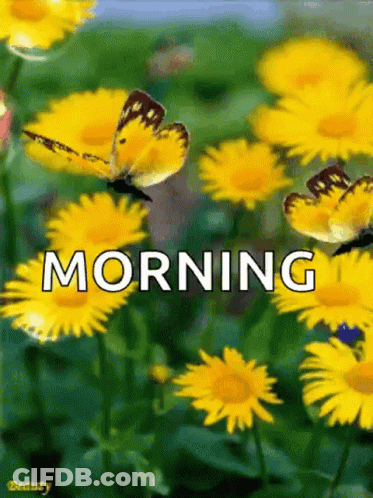 A Butterfly Is Flying Over A Field Of Yellow Daisies With The Words Morning Written Above It GIF