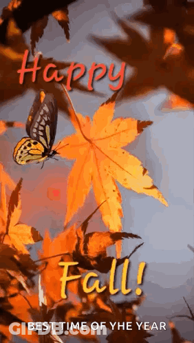 A Butterfly Is Flying Over A Maple Leaf With The Words Happy Fall Best Time Of The Year Written Below It . GIF