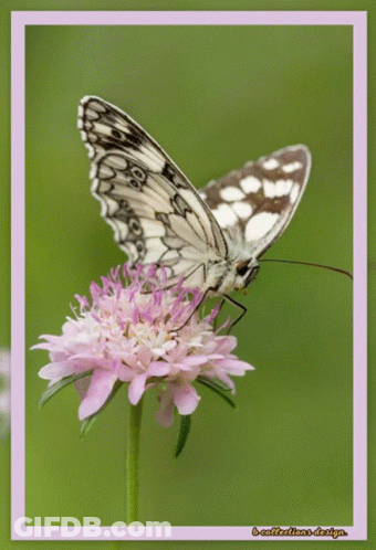 A Butterfly Is Perched On A Purple Flower With A Pink Border GIF