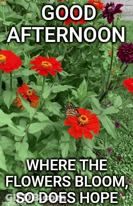 A Butterfly Is Perched On A Red Flower In A Garden With A Good Afternoon Message . GIF
