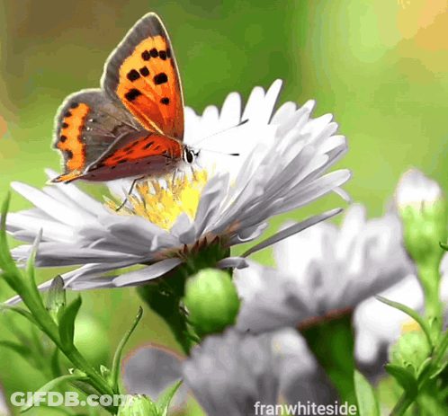 A Butterfly Is Perched On A White Flower With The Words Franwhiteside Written Below It GIF