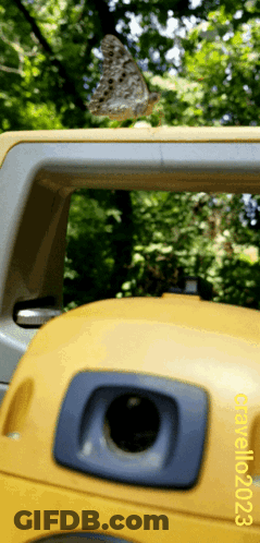 A Butterfly Is Perched On Top Of A Yellow Object With The Date October 10, 2023 GIF