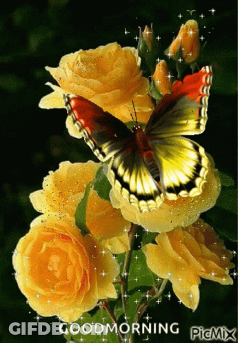A Butterfly Is Sitting On A Bunch Of Yellow Roses With The Caption Good Morning GIF
