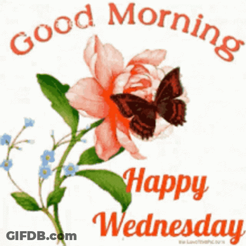 A Butterfly Is Sitting On A Flower With The Words " Good Morning Happy Wednesday " GIF