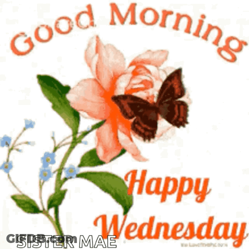 A Butterfly Is Sitting On A Flower With The Words `` Good Morning Happy Wednesday '' Written Below It . GIF