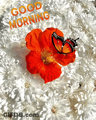 A Butterfly Is Sitting On A Flower With The Words Good Morning Written Above It GIF