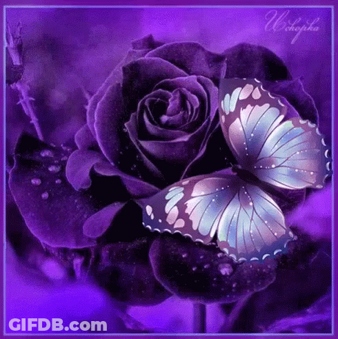 A Butterfly Is Sitting On A Purple Rose GIF