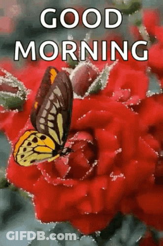 A Butterfly Is Sitting On A Red Rose With The Words `` Good Morning '' Written Above It . GIF