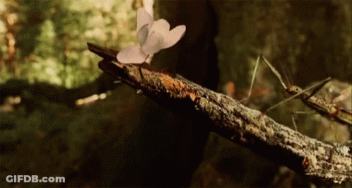 A Butterfly Is Sitting On A Tree Branch With A Bug On It . GIF