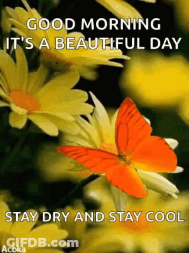 A Butterfly Is Sitting On A Yellow Flower With A Message That Says Good Morning It 'S A Beautiful Day Stay Dry And Stay GIF