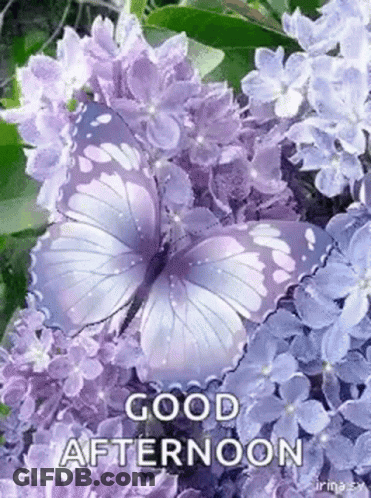 A Butterfly Is Sitting On Top Of A Bunch Of Purple Flowers And Says `` Good Afternoon '' . GIF