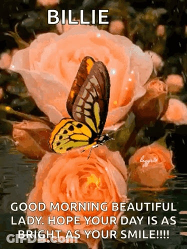 A Butterfly Is Sitting On Top Of A Pink Rose With The Words Billie Good Morning Beautiful Lady Hope Your Day Is As Brigh GIF