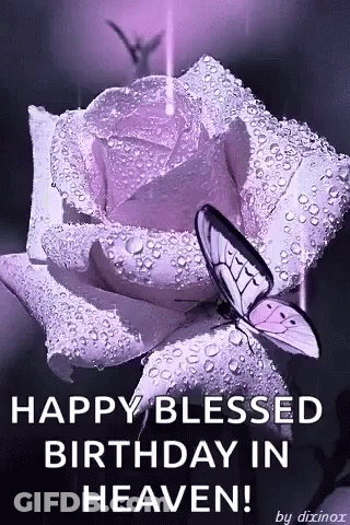 A Butterfly Is Sitting On Top Of A Purple Rose With Water Drops . GIF