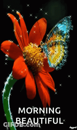 A Butterfly Is Sitting On Top Of A Red Flower With The Words Morning Beautiful Below It . GIF
