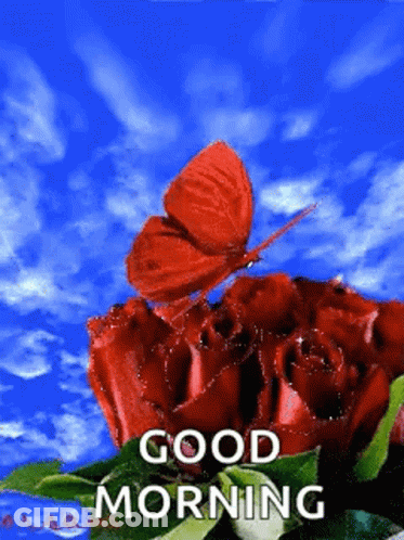 A Butterfly Is Sitting On Top Of A Red Rose With The Words Good Morning Written Below It . GIF