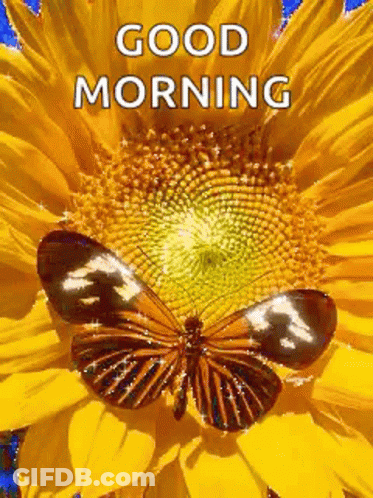 A Butterfly Is Sitting On Top Of A Sunflower With The Words `` Good Morning '' Written Below It . GIF