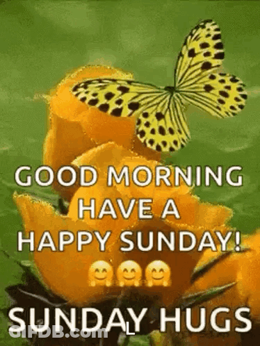 A Butterfly Is Sitting On Top Of A Yellow Flower And Says `` Good Morning Have A Happy Sunday ! '' GIF