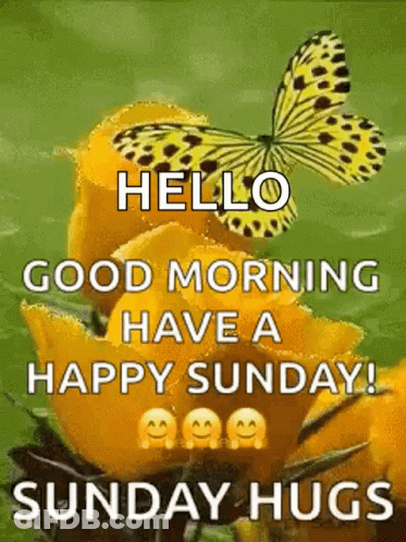 A Butterfly Is Sitting On Top Of A Yellow Flower And Says `` Hello Good Morning Have A Happy Sunday ! '' GIF