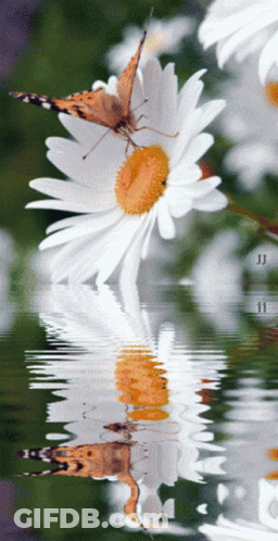 A Butterfly Sits On Top Of A White Daisy And Its Reflection Is In The Water GIF
