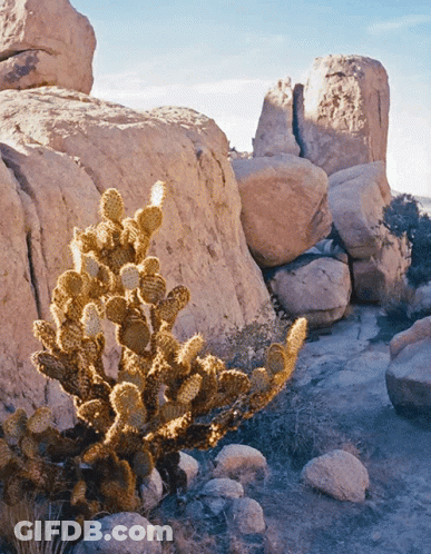A Cactus Is Growing In The Middle Of A Rocky Desert GIF