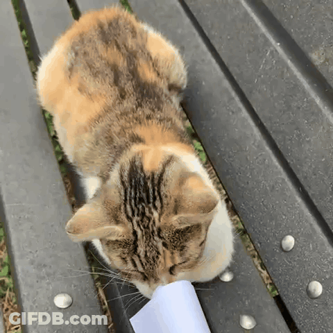 A Calico Cat Eating A Piece Of Paper On A Bench GIF