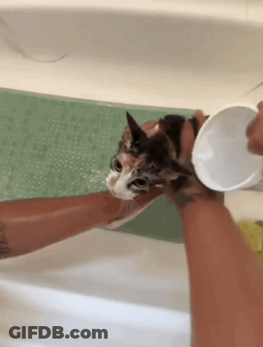 A Calico Cat Is Being Bathed In A Bathtub By A Person GIF