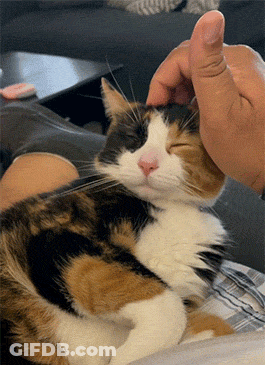 A Calico Cat Is Being Petted By A Person 'S Finger GIF