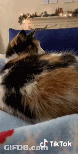 A Calico Cat Is Laying On A Bed With A Tiktok Logo On The Bottom GIF
