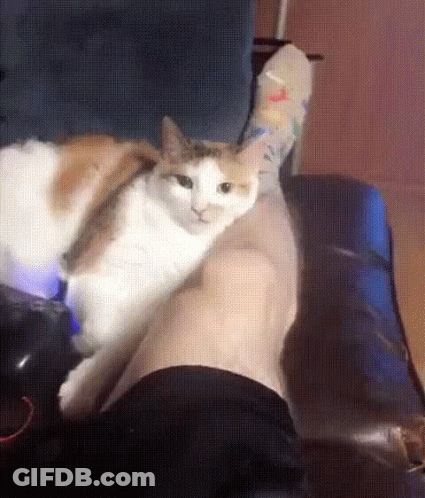 A Calico Cat Is Laying On A Person 'S Shoulder GIF