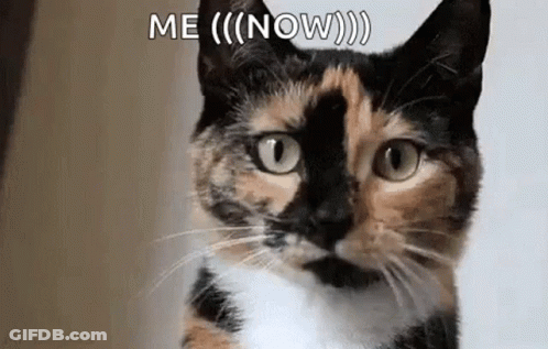 A Calico Cat Is Looking At The Camera With The Words `` Me ( Now ) '' Written Above It . GIF