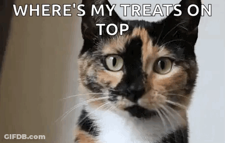 A Calico Cat Is Looking At The Camera With The Words `` Where 'S My Treats On Top '' . GIF